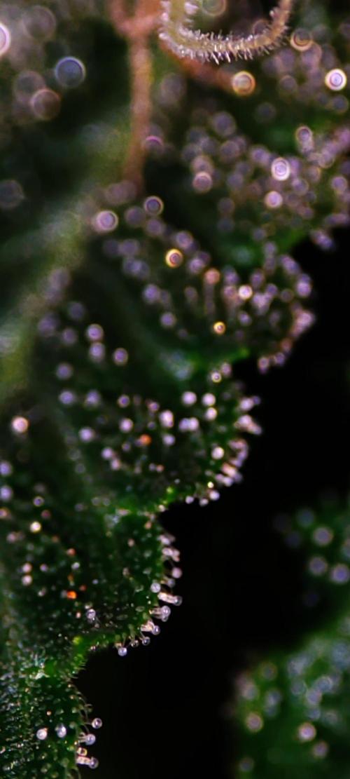 White Widow. Week 12
