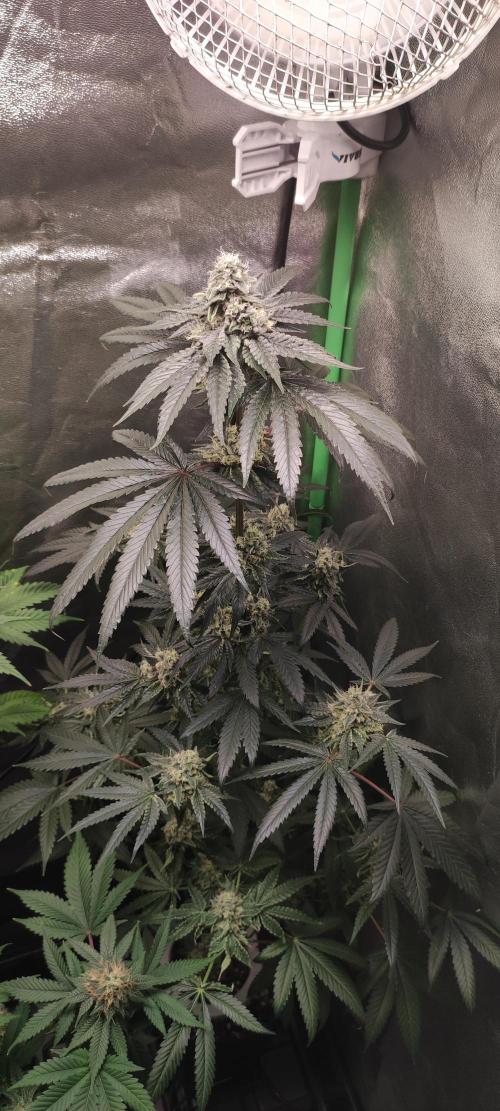 White Widow. Week 12