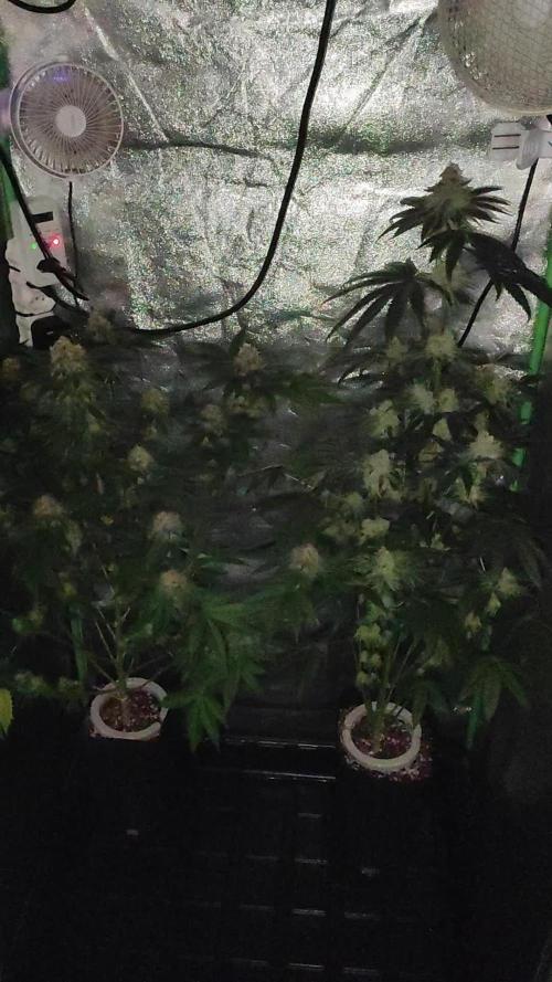 White Widow
