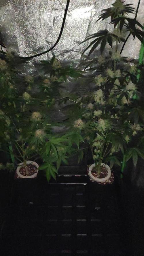 Zkittlez