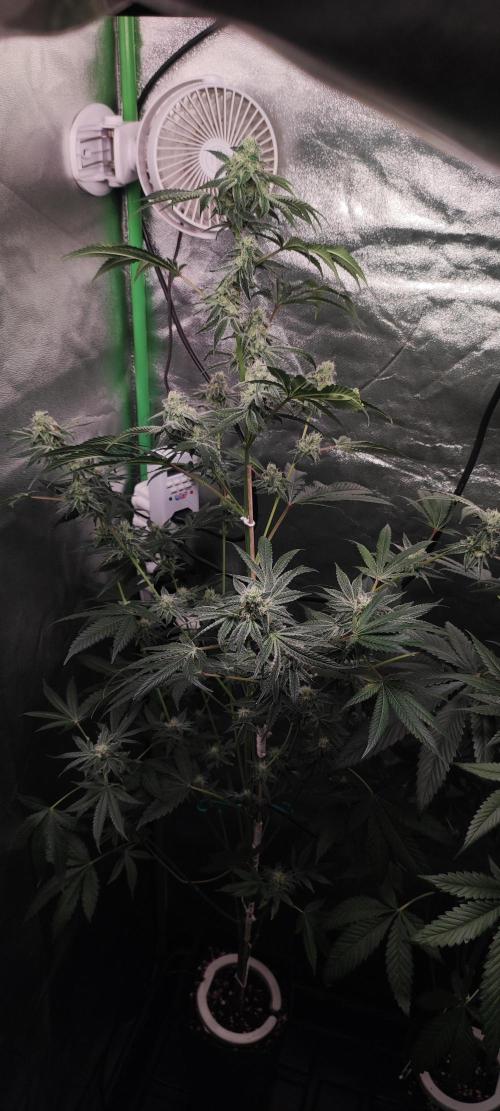 Grape Pie #1. Week 8