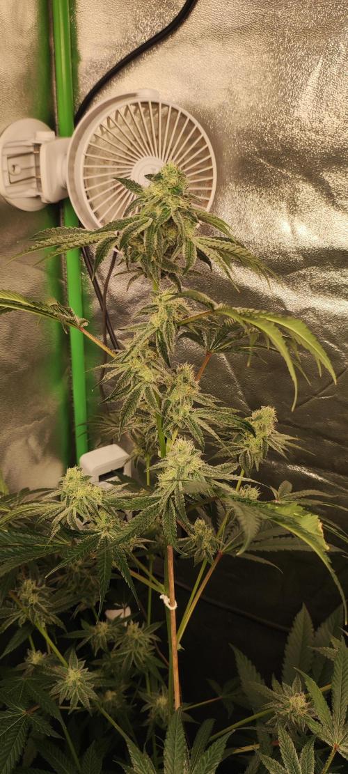 Grape Pie #1. Week 8