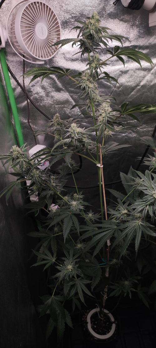 Grape Pie #1. Week 8