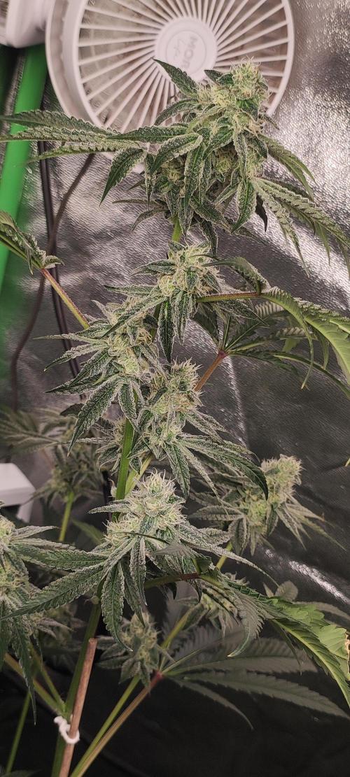 Grape Pie #1. Week 8