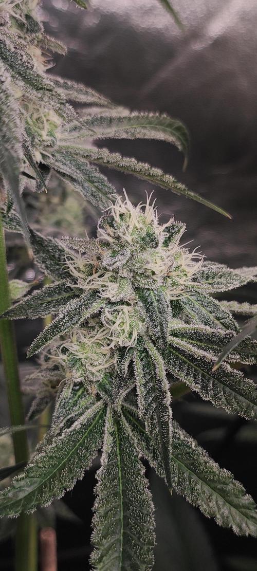 Grape Pie #1. Week 8