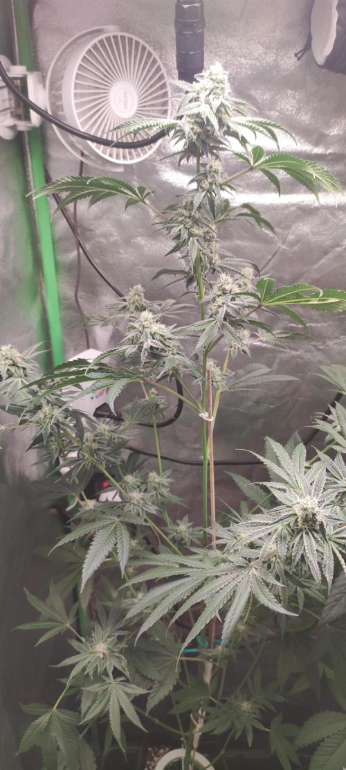 Grape Pie #1. Week 8