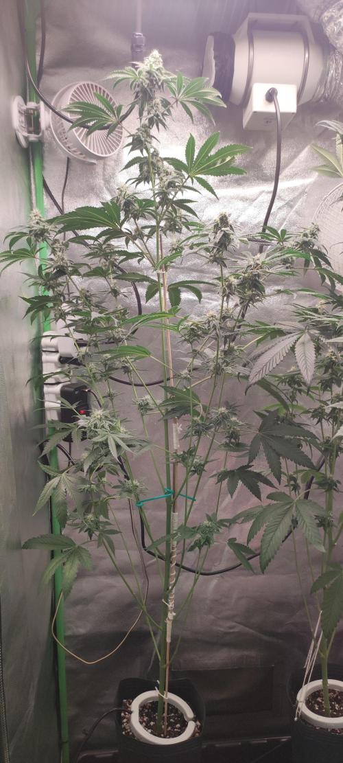 Grape Pie #1. Week 8
