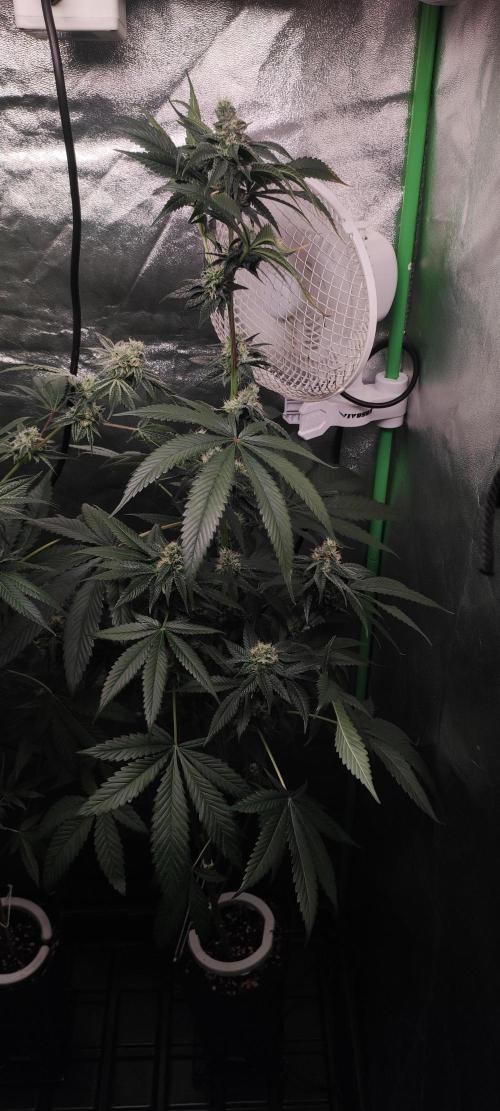 Pistachio #1. Week 8