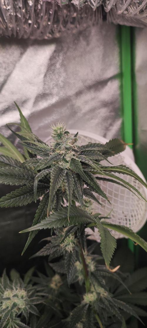 Pistachio #1. Week 8