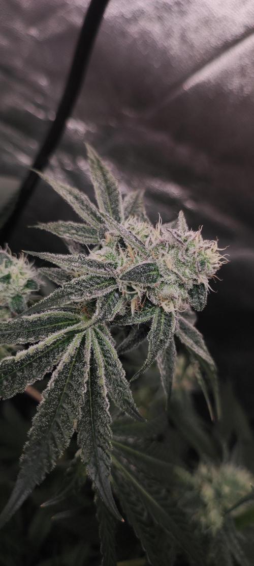 Pistachio #1. Week 8