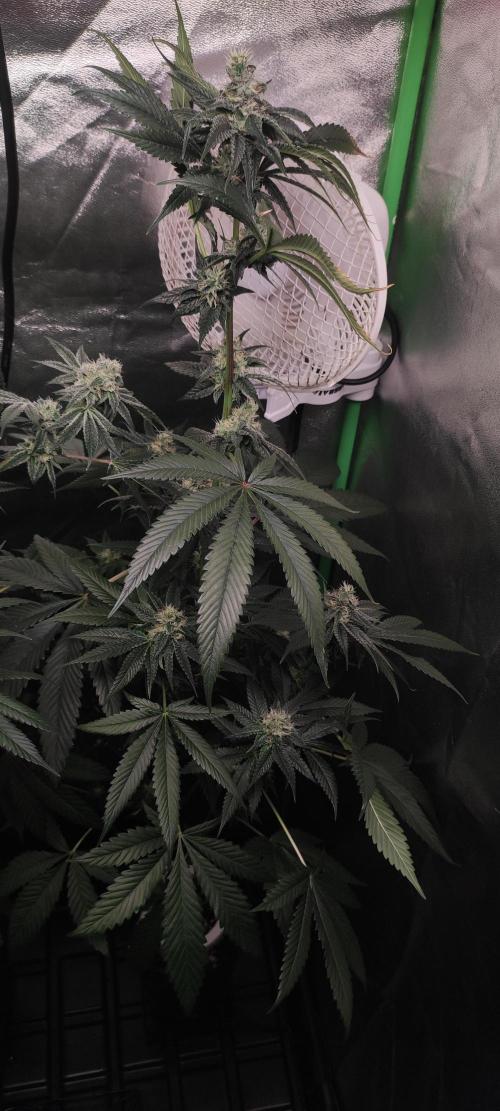 Pistachio #1. Week 8