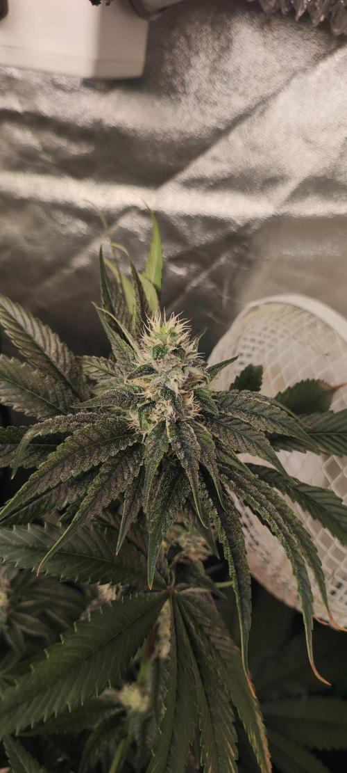 Pistachio #1. Week 8