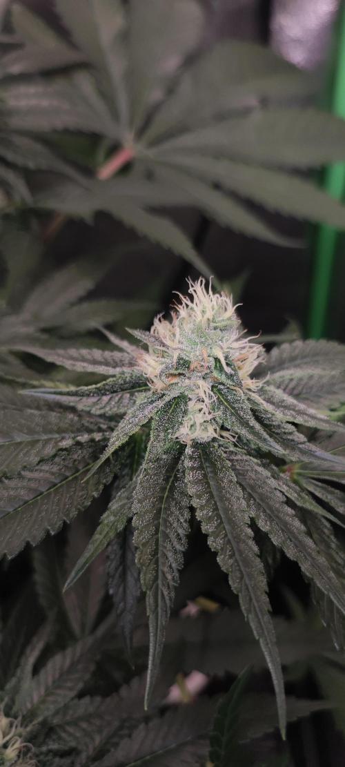 Pistachio #1. Week 8