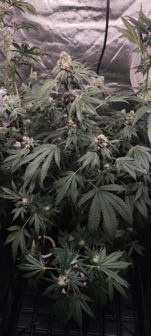 Banana Kush #1. Week 8