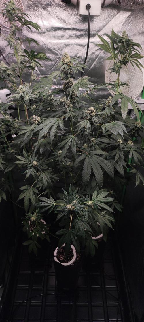 Banana Kush #1. Week 8