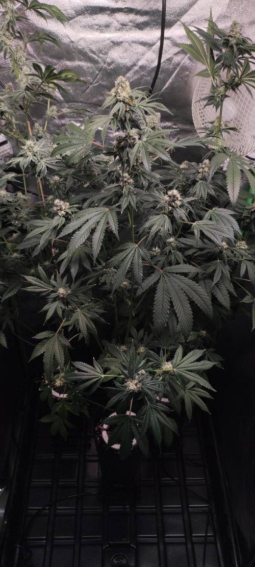 Banana Kush #1. Week 8