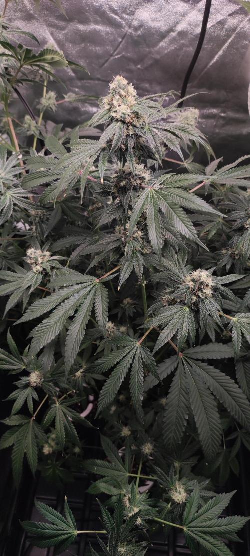 Banana Kush #1. Week 8