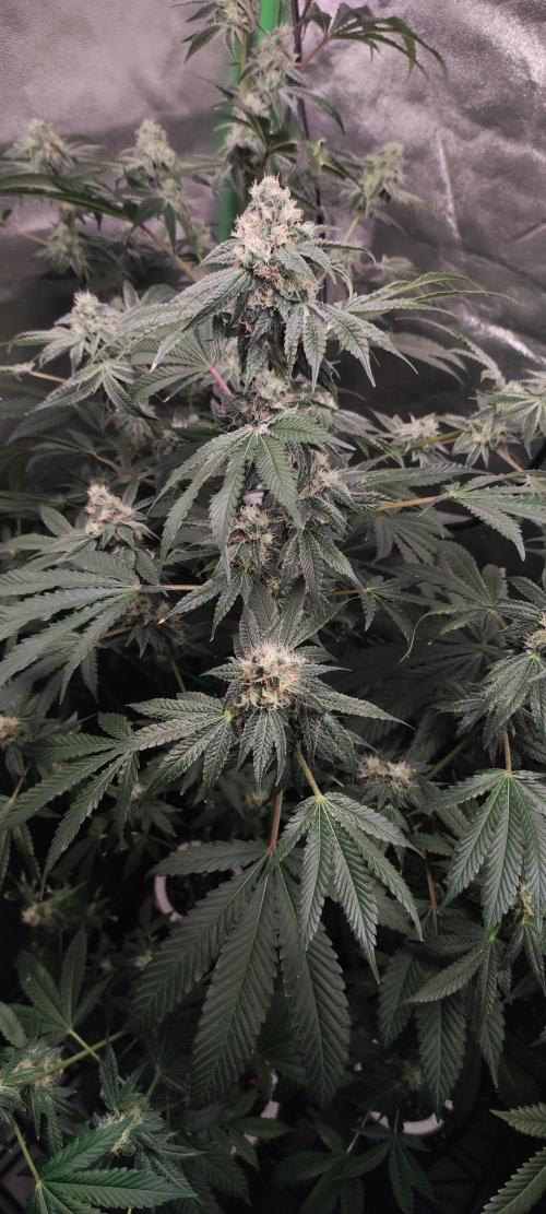 Banana Kush #1. Week 8