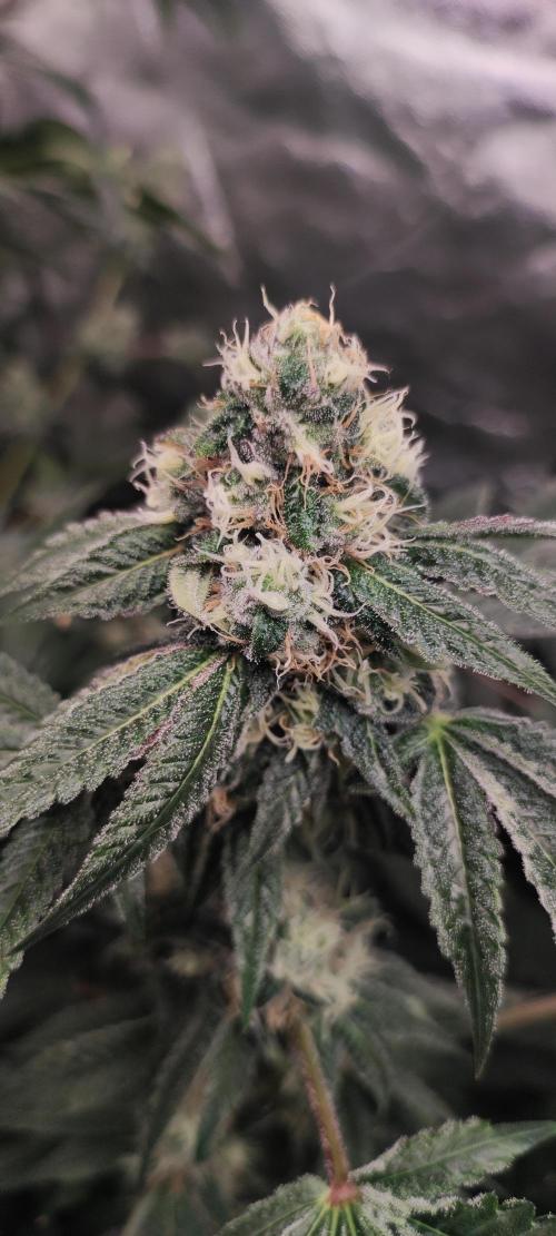 Banana Kush #1. Week 8