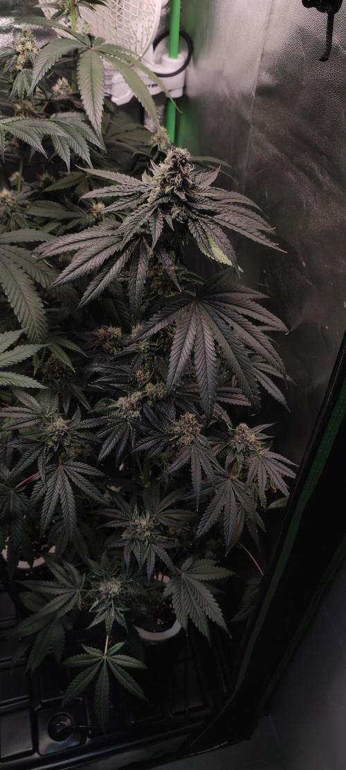White Widow. Week 13