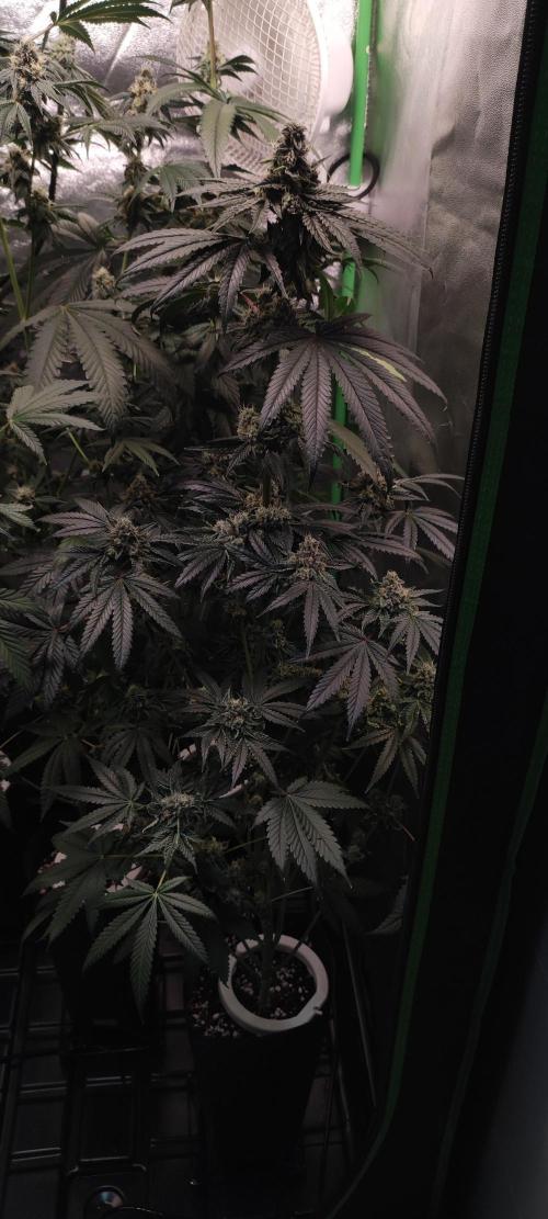White Widow. Week 13