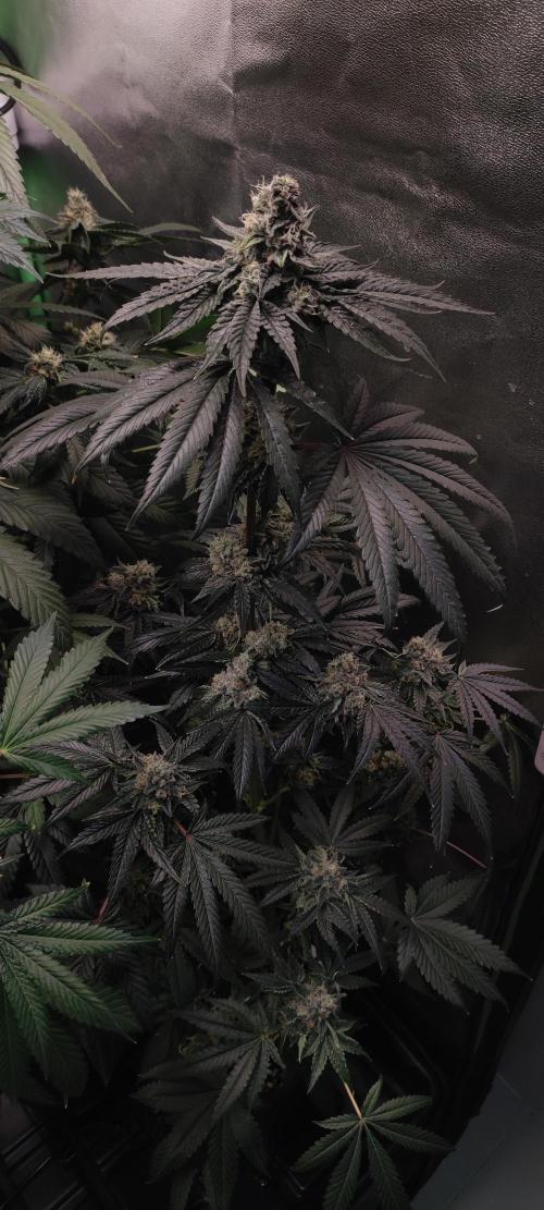 White Widow. Week 13