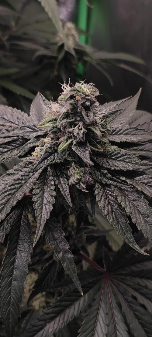 White Widow. Week 13