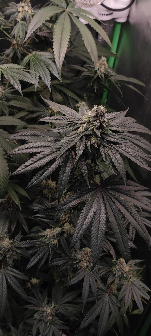 White Widow. Week 13