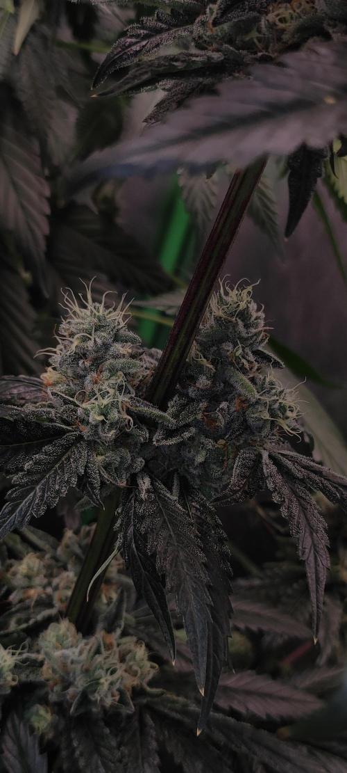 White Widow. Week 13