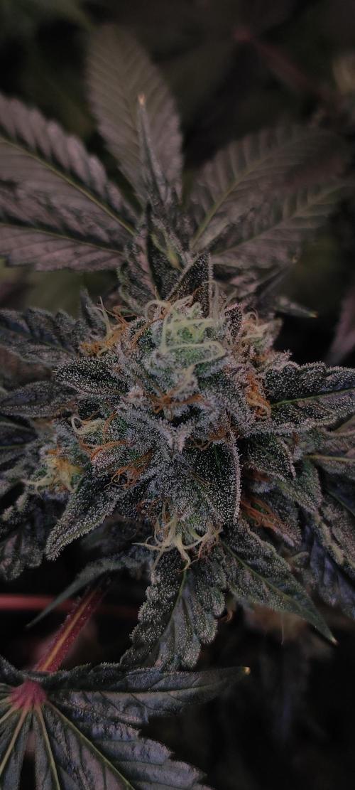 White Widow. Week 13