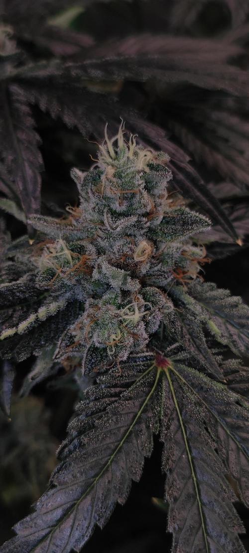 White Widow. Week 13