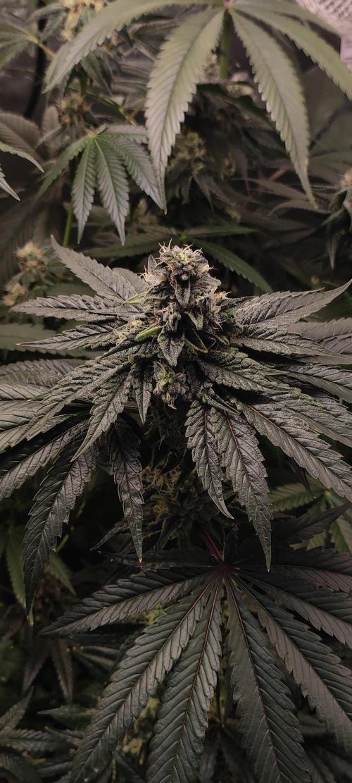 White Widow. Week 13