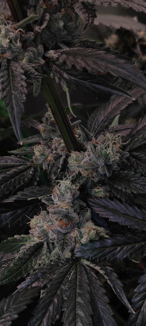 White Widow. Week 13