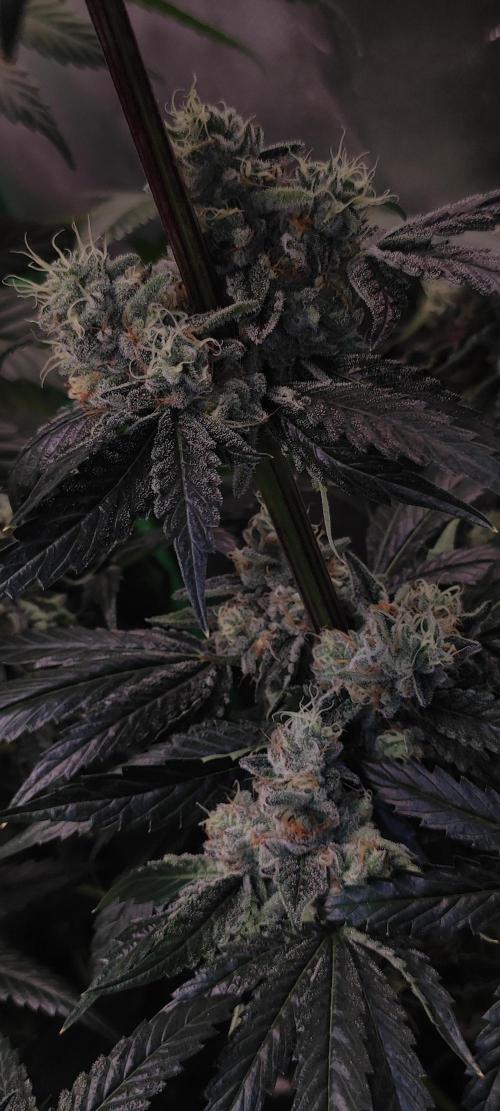 White Widow. Week 13