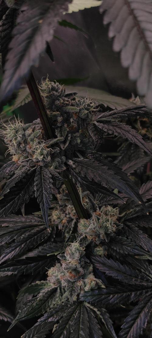 White Widow. Week 13