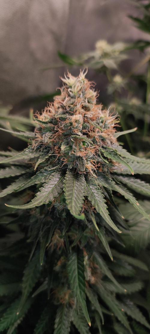 Zkittlez. Week 13