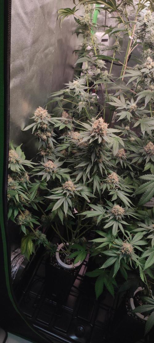 Zkittlez. Week 13