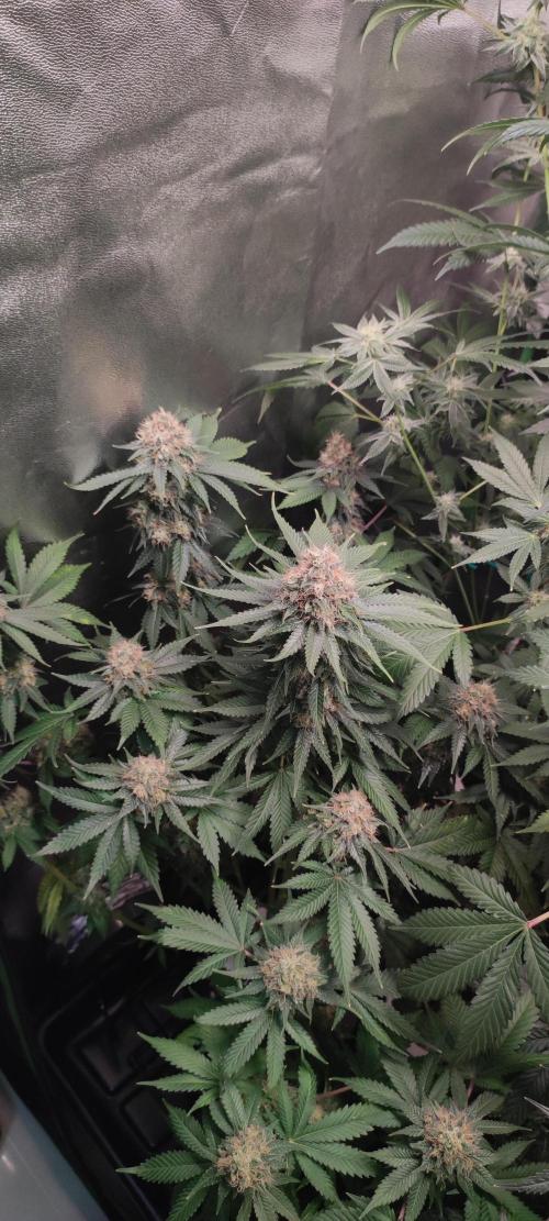 Zkittlez. Week 13