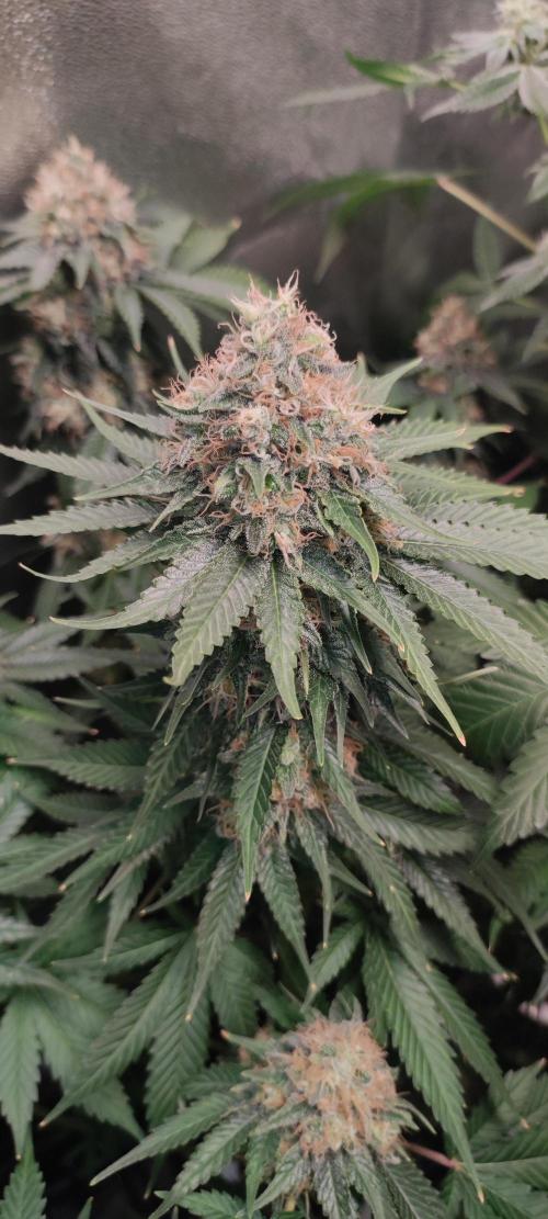 Zkittlez. Week 13