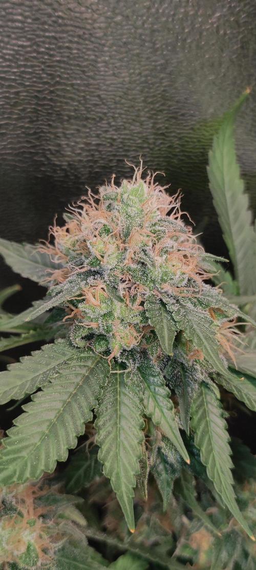 Zkittlez. Week 13