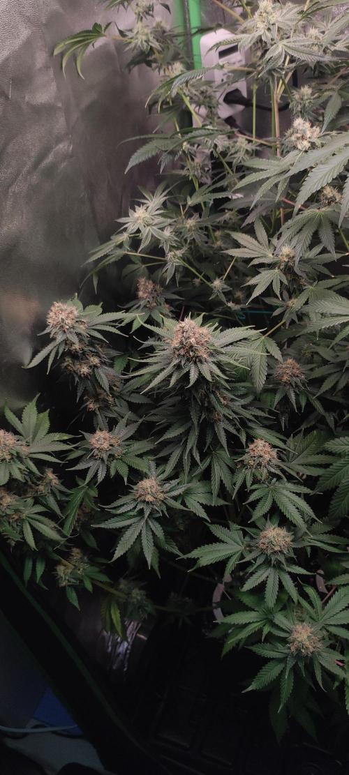 Zkittlez. Week 13