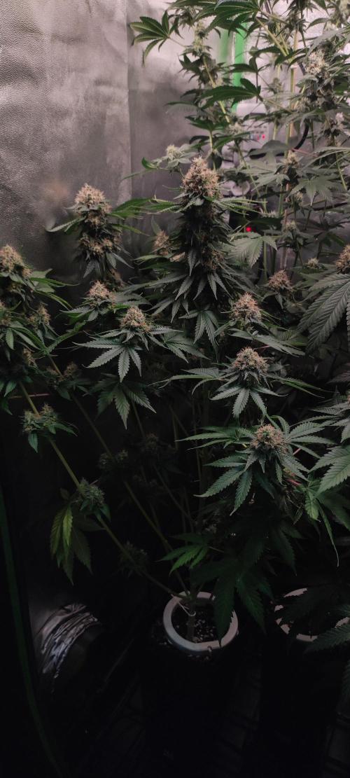 Zkittlez. Week 13