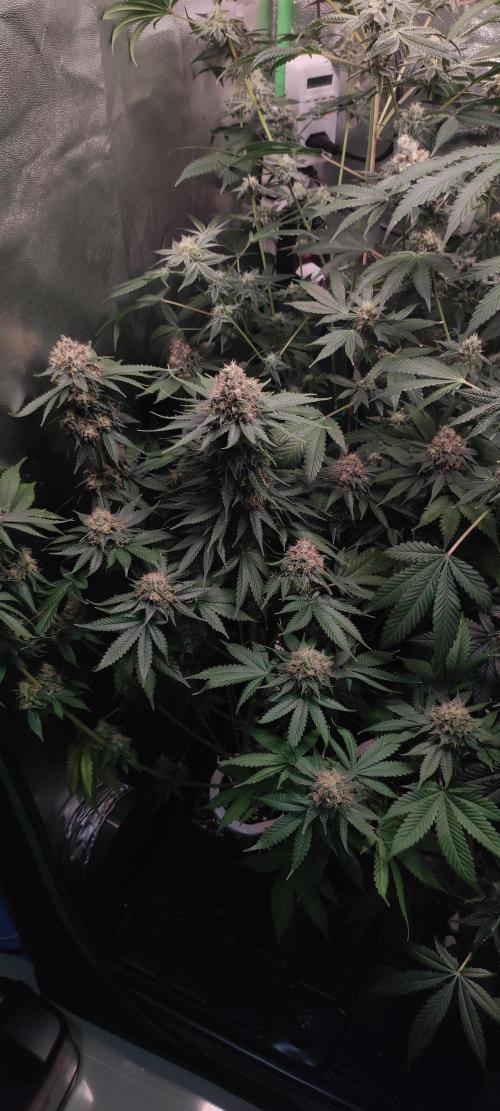 Zkittlez. Week 13