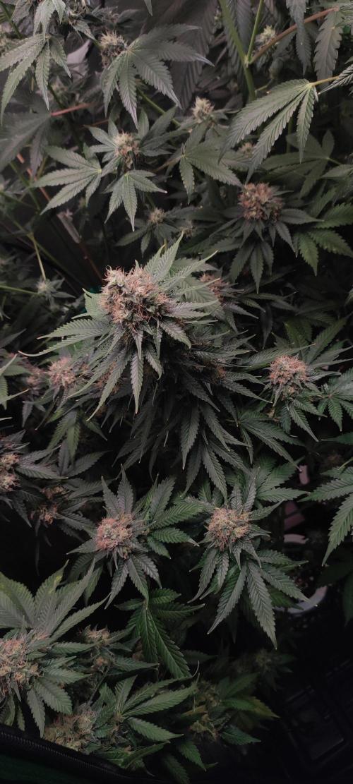 Zkittlez. Week 13