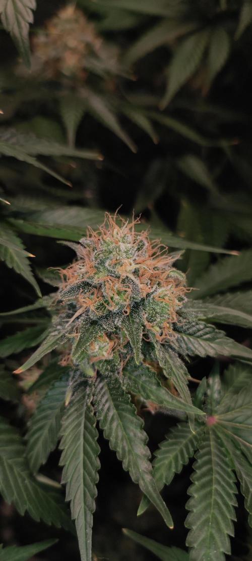 Zkittlez. Week 13