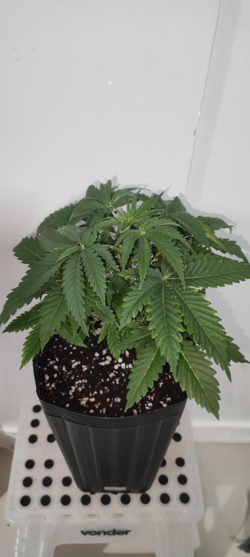 Macshow. Week 4
