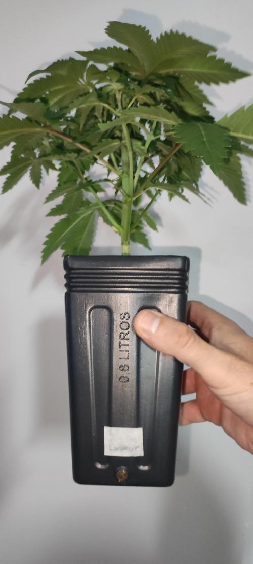 Lambeijax #3. Week 4