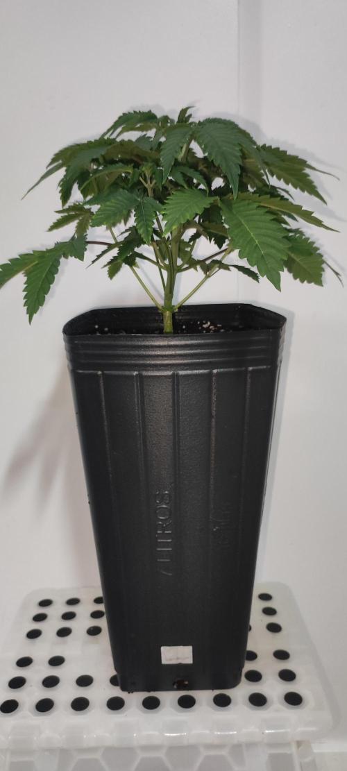 Lambeijax #3. Week 4