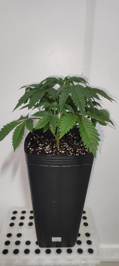 Lambeijax #3. Week 4