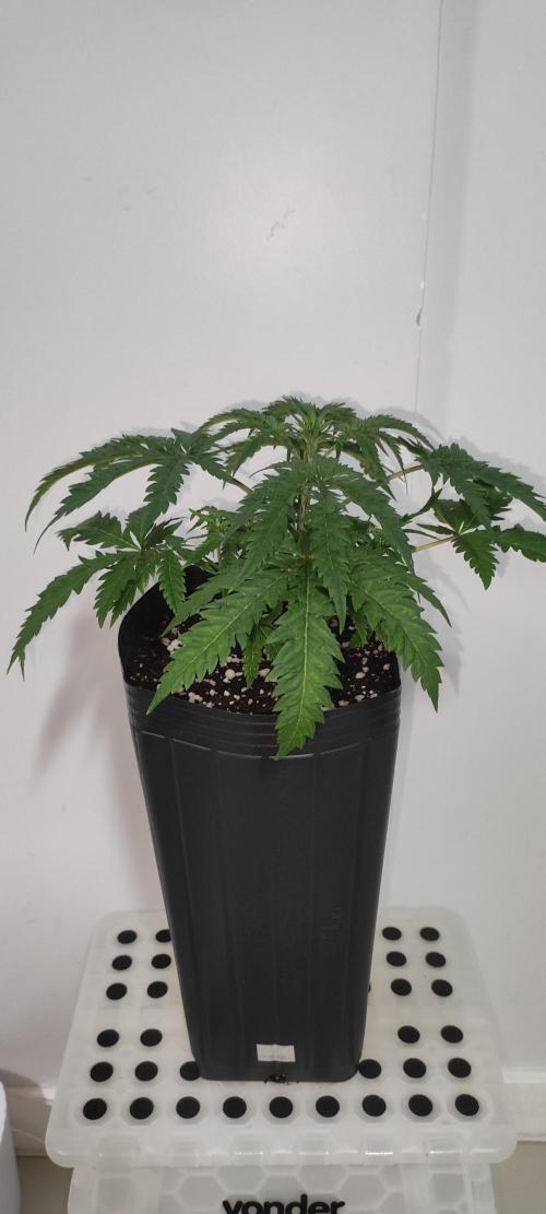 Cheese. Week 4